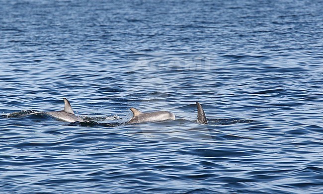 Gramper, Risso's Dolphin, Grampus griseus stock-image by Agami/Hugh Harrop,