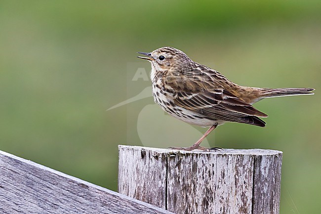 A Meadow Pipit (Anthus pratensis) is using a fence post to sing from. stock-image by Agami/Jacob Garvelink,