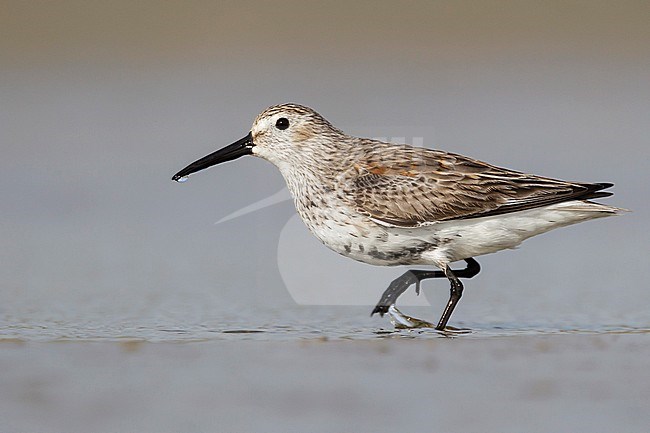 Adult American Dunlin, Calidris alpina pacifica/hudsonia. Moulting into summer plumage.
Galveston Co., Texas, USA. stock-image by Agami/Brian E Small,