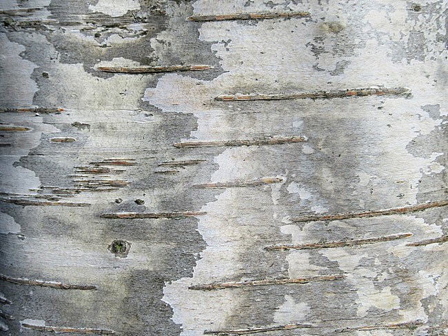 Detail of the bark of a birch tree in the Netherlands. Horizontal stripes. stock-image by Agami/Marc Guyt,