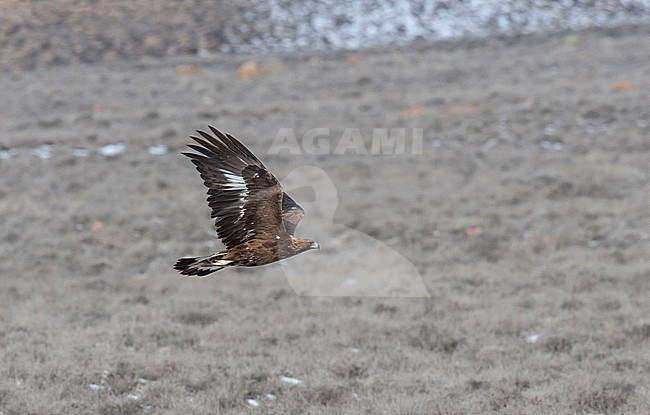 Subadult Golden Eagle (Aquila chrysaetos homeyeri) in flight Golestan Iran stock-image by Agami/Edwin Winkel,