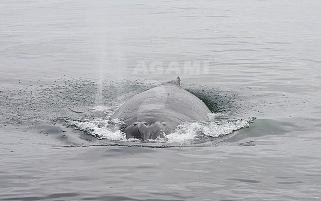 Bultrug; Humpback Whale stock-image by Agami/Marc Guyt,