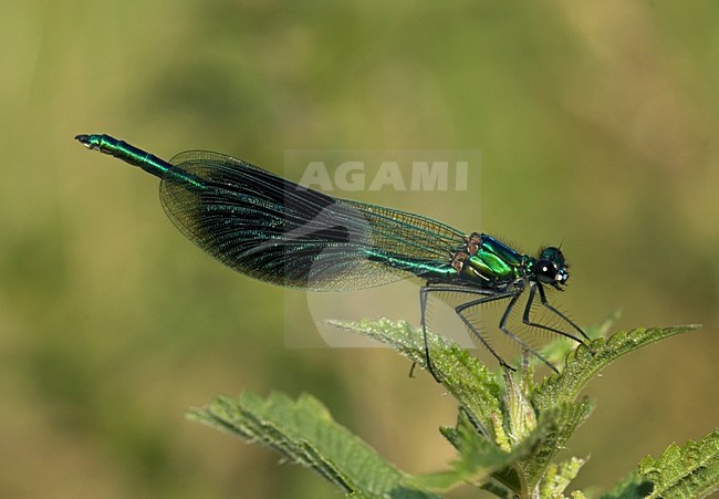 Banded Demoiselle male perched; Weidebeekjuffer man zittend stock-image by Agami/Marc Guyt,