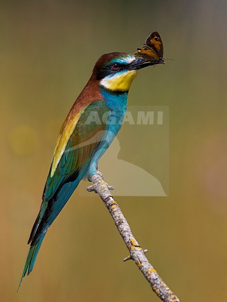 Bijeneter met prooi, European Bee-eater with prey stock-image by Agami/Daniele Occhiato,