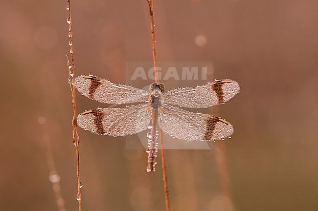 Bandheidelibel nat van de dauw; Banded darter wet from the dew stock-image by Agami/Han Bouwmeester,