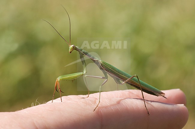 Gewone bidsprinkhaan op de hand; Praying mantis held on hand stock-image by Agami/Han Bouwmeester,