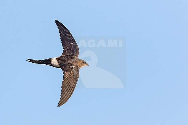 Vliegende Siberische Gierzwaluw; Pacific Swift (Apus pacificus) in flight stock-image by Agami/Ralph Martin,