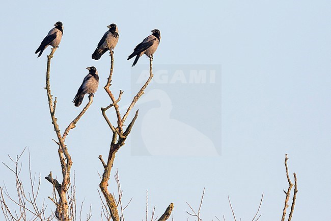 Hooded Crow (Corvus cornix ssp. cornix) Germany in snow stock-image by Agami/Ralph Martin,