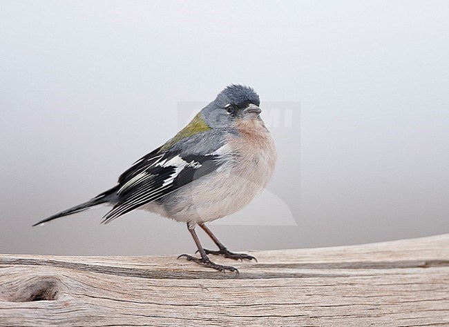 Male African Chaffinch (Fringilla coelebs africana) in Morocco. stock-image by Agami/Markus Varesvuo,