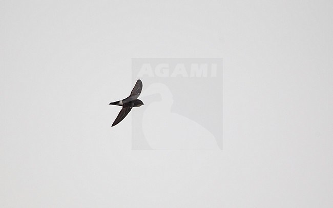 House Swift (Apus nipalensis) in flight in Bangkok, Thailand stock-image by Agami/Helge Sorensen,