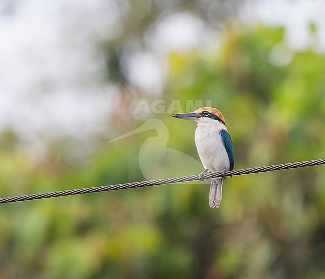 Rusty-capped Kingfisher (Todiramphus pelewensis) on Palau, Micronesia. Also known as Palau Kingfisher. stock-image by Agami/Pete Morris,