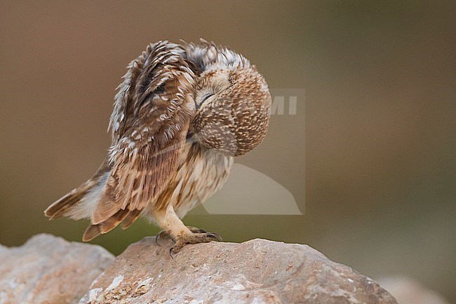 Little Owl - Steinkauz - Athene noctua saharae, Morocco, adult stock-image by Agami/Ralph Martin,