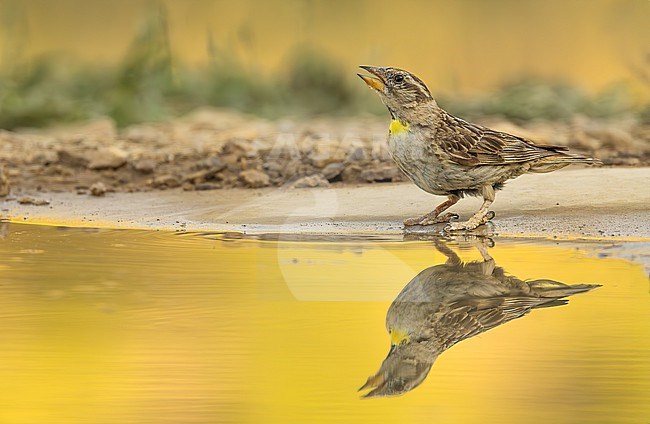 A Rock Sparrow shows its yellow throat patch in a beautiful yellow setting of the sunrise stock-image by Agami/Onno Wildschut,