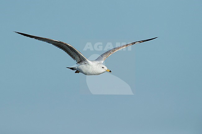 1st summer Ring-billed Gull (Larus delawarensis) in flight
Galveston Co., TX
April 2017 stock-image by Agami/Brian E Small,