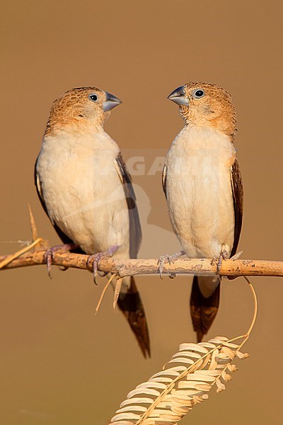 African Silverbill (Euodice cantans), two individuals perched on a branch stock-image by Agami/Saverio Gatto,