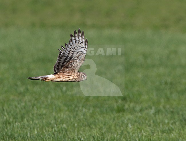 Hen Harrier (Circus cyaneus) juvenile male flying above a grassy field. Zeewolde, Netherlands. stock-image by Agami/Karel Mauer,