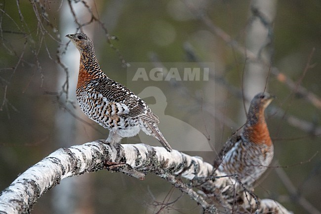 Twee vrouwtjes Auerhoen op berken tak, Two female Capercaillie on birch branch stock-image by Agami/Markus Varesvuo,