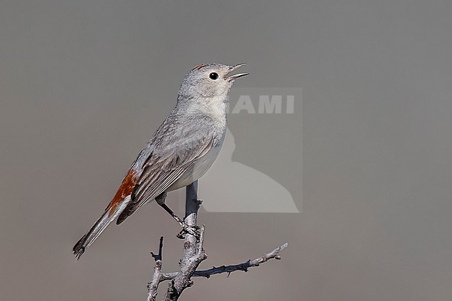 Adult male
Maricopa Co., AZ
April 2024 stock-image by Agami/Brian E Small,