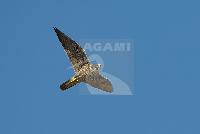 Pellegrino; Peregrin; Falco peregrinus stock-image by Agami/Daniele Occhiato,