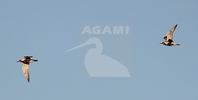 Two adult Grey Plovers (Pluvialis squatarola) in flight during late summer in the Netherlands. Also known as Black-bellied Plover. stock-image by Agami/Edwin Winkel,