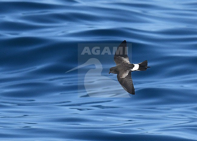 Wilson's Storm Petrel (Oceanites oceanicus) flying over the Atlantic ocean off Portugal. stock-image by Agami/Laurens Steijn,