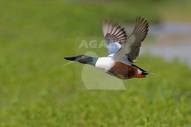 Mannetje Slobeend in de vlucht; Male Northern Shoveler in flight stock-image by Agami/Daniele Occhiato,