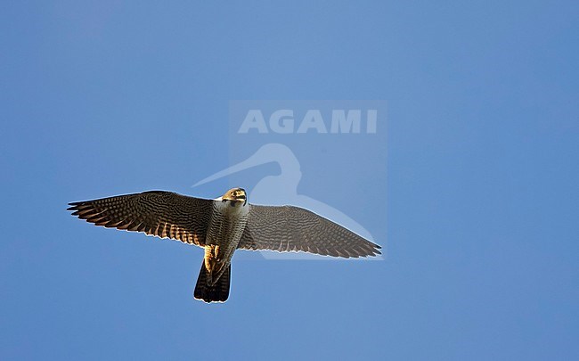 Peregrine (Falco peregrinus) Vaala Finland July 2017 stock-image by Agami/Markus Varesvuo,