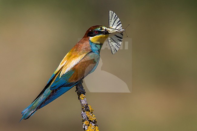 Bijeneter met prooi, European Bee-eater with prey stock-image by Agami/Daniele Occhiato,