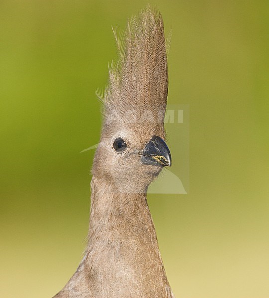 Vale Toerako, Grey Go-Away-Bird, Corythaixoides concolor stock-image by Agami/Marc Guyt,