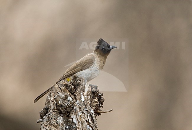 Driekleurbuulbuul, Dark-capped Bulbul, Pycnonotus tricolor stock-image by Agami/Marc Guyt,