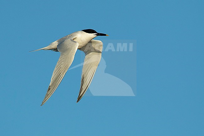 Adult Cabot's Tern (Thalasseus acuflavidus) in flight against a blue sky as background in Galveston County, Texas, USA. stock-image by Agami/Brian E Small,