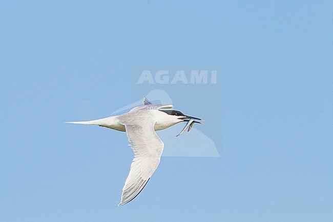 Grote Stern, Sandwich Tern, Sterna sandvicensis  adult bringing fish to colony in flight stock-image by Agami/Menno van Duijn,