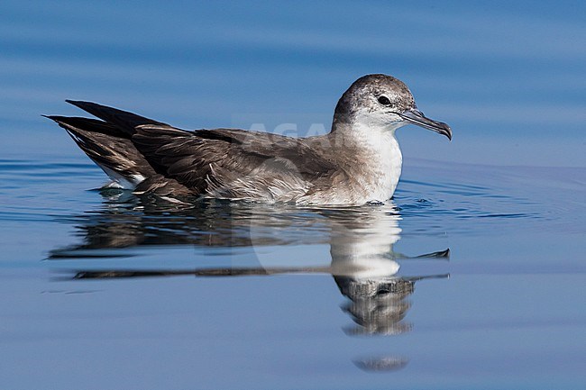Persian Shearwater (Puffinus persicus), side view od an adult floating on the water surface in Oman stock-image by Agami/Saverio Gatto,