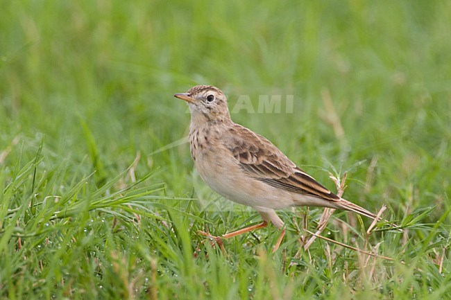 Grote Pieper op de grond; Richards Pipit on the ground stock-image by Agami/Daniele Occhiato,