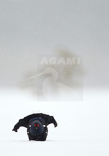 Baltsend mannetje Korhoen in de sneeuw, Males Black grouse displaying in the snow stock-image by Agami/Danny Green,