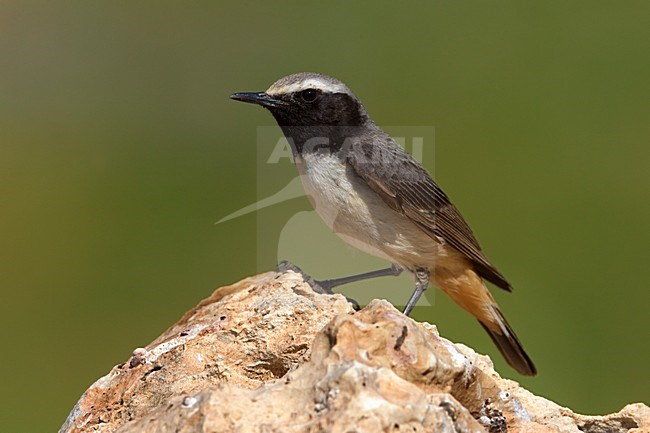 Westelijke Roodstaarttapuit mannetje zittend op rots; Kurdish Wheatear male perched on rock stock-image by Agami/Daniele Occhiato,