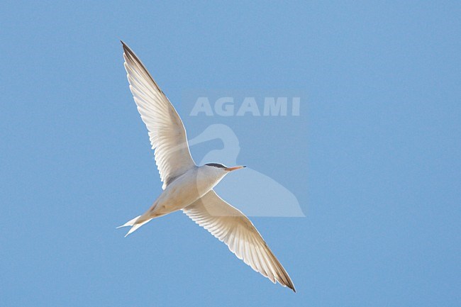 Dwergstern volwassen vliegend; Little Tern adult flying stock-image by Agami/Jari Peltomäki,