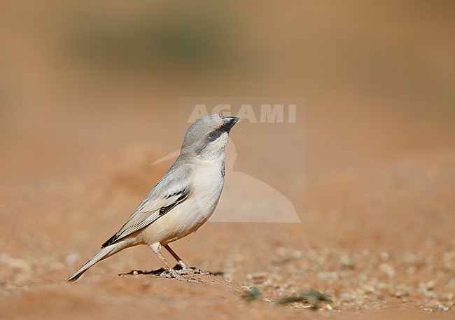 Desert Sparrow, Passer simplex, in Morocco. stock-image by Agami/Chris van Rijswijk,