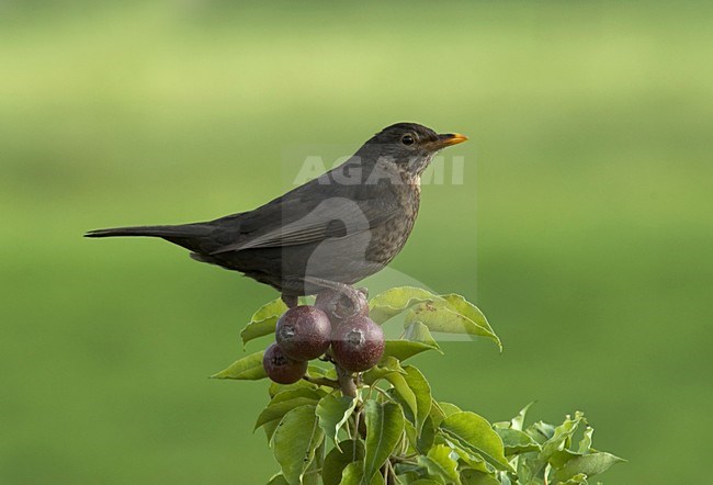 Merel, Common Blackbird, Turdus merula stock-image by Agami/Marc Guyt,