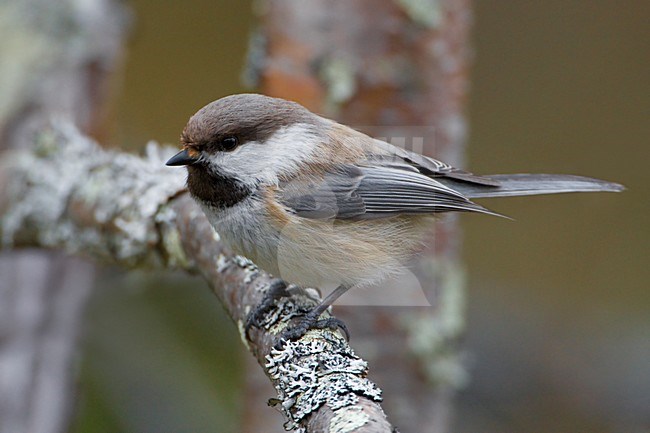 Bruinkopmees zittend op een tak; Grey-headed Chickadee perched on a branch stock-image by Agami/Daniele Occhiato,