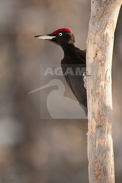 Zwarte Specht op boomstam, Black Woodpecker on tree trunk stock-image by Agami/Han Bouwmeester,