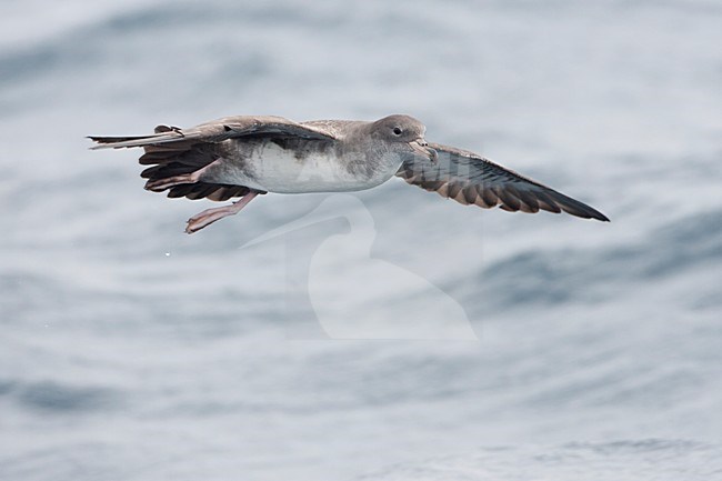 Australische grote Pijlstormvogel in de vlucht; Pink-footed Shearwater in flight stock-image by Agami/Martijn Verdoes,