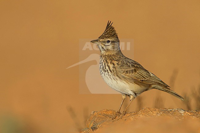 Thekla Lark - Theklalerche - Galeridae theklae ssp. theresae, Morocco, adult stock-image by Agami/Ralph Martin,