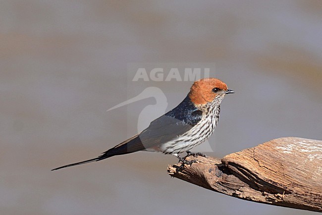 Savanne-zwaluw zittend; Lesser Striped Swallow perched stock-image by Agami/Laurens Steijn,