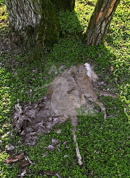 Dode Ree; Dead Roe Deer stock-image by Agami/Hans Gebuis,