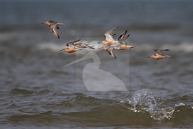 Flock of adult Red Knot (Calidris canutus) flying over water during migration at Blåvandshuk, Denmark stock-image by Agami/Helge Sorensen,