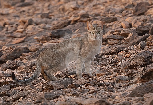 African wildcat (Felis lybica) near Oued Jenna, Western Sahara stock-image by Agami/Eduard Sangster,