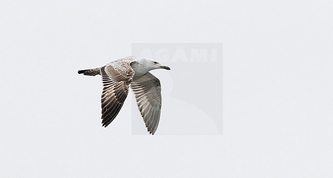 First winter Caspian Gull (Larus cachinnans) showing upperwing stock-image by Agami/Edwin Winkel,