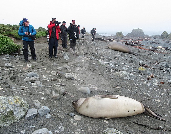 Ecotourists watching an immature Southern Elephant Seal (Mirounga leonina) on Macquarie island, an island in the subantarctic region of Australia in the southern pacific ocean. stock-image by Agami/Marc Guyt,