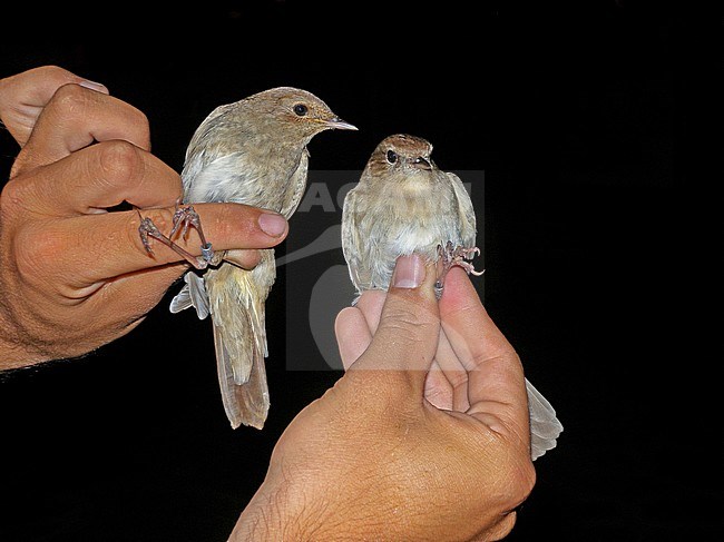 Thrush Nightingale (Luscinia luscinia), Common NIghtingale (Luscinia megarhynchos) in the hand for banding stock-image by Agami/Pete Morris,